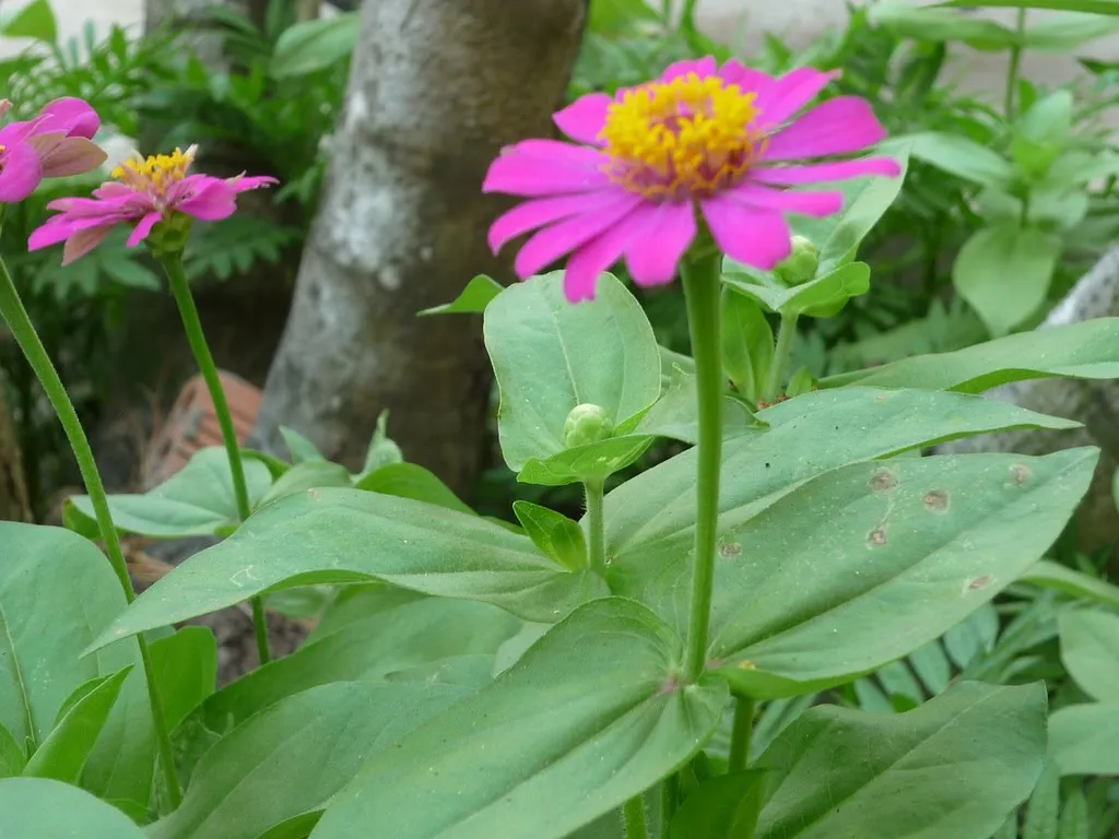 Hoa Cúc Lá Nhám cánh đơn đang khoe sắc rực rỡ dưới ánh nắng mặt trời