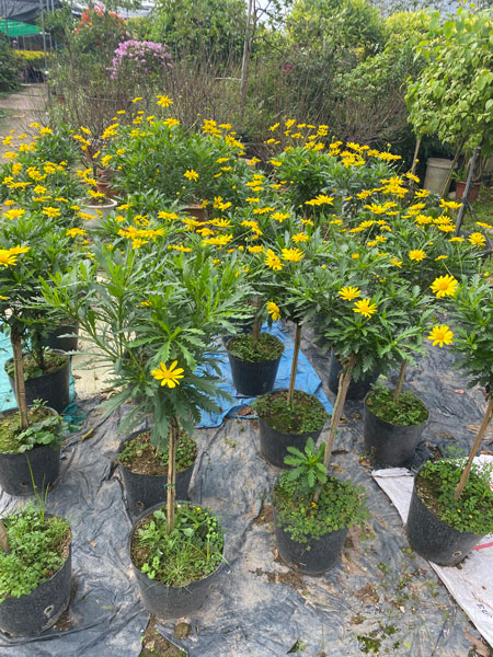 Cách Chăm Sóc Hoa Cúc Thân Gỗ Chi Tiết Từ A Đến Z Cho Người Mới