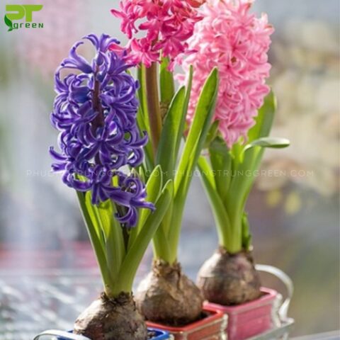 Cách Trồng Củ Hoa Dạ Lan Hương Chi Tiết Từ A Đến Z Đạt Chuẩn Chuyên Gia