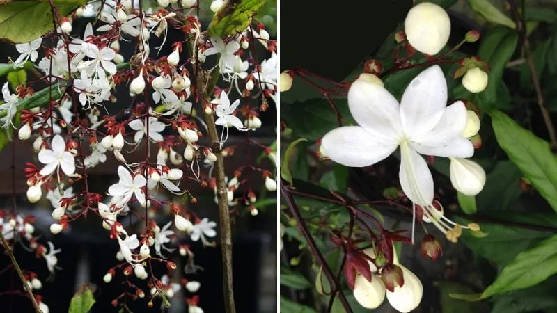 Hoa Dạ Ngọc Minh Châu màu trắng tinh khiết, phù hợp với người mệnh Kim, nên trồng trước cửa nhà