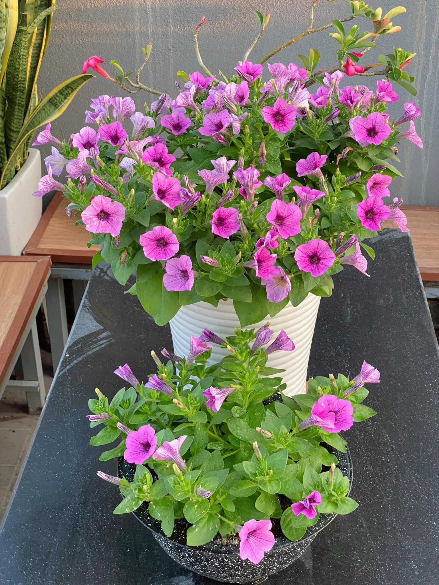 Hoa dạ yến thảo mang đến bầu không khí trong lành nhờ khả năng tiết ra chất tiêu diệt vi khuẩn