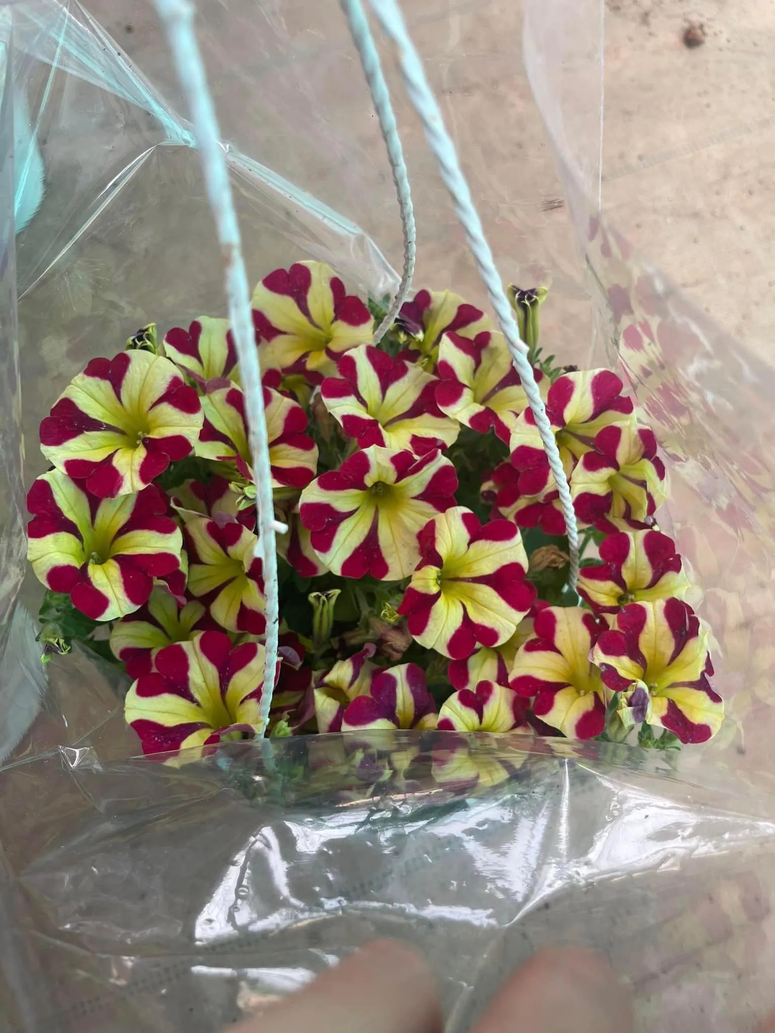 Hoa dạ yến thảo nở quanh năm nếu được chăm sóc đúng cách, mang vẻ đẹp rực rỡ, hình phễu