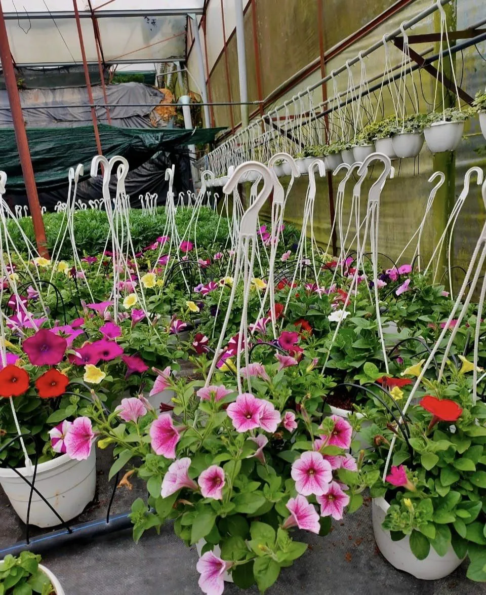 Hoa dạ yến thảo nở rộ, nổi bật với màu hồng đậm