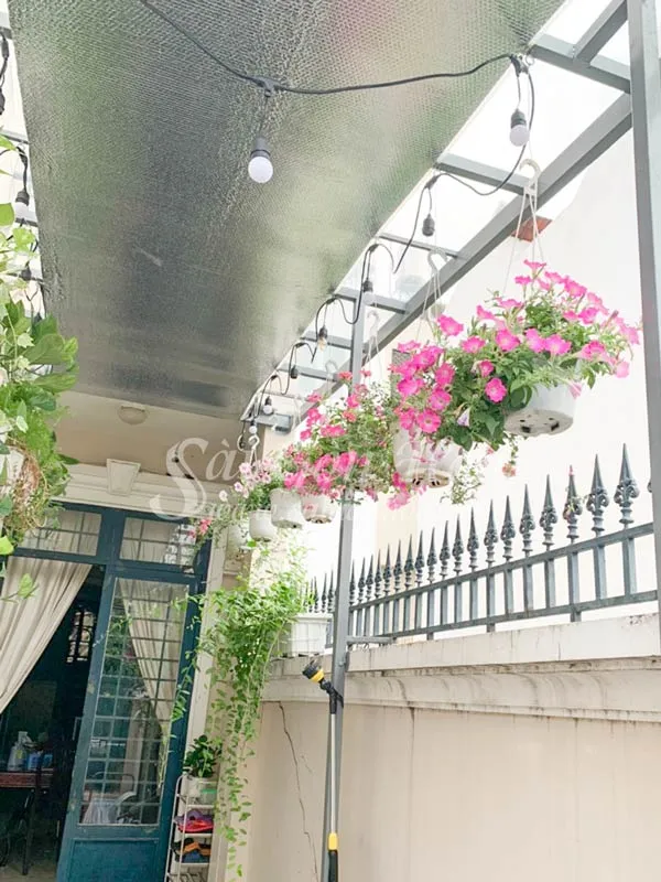 Hoa Dạ Yến Thảo rủ xuống từ giàn treo hiên nhà, tạo vẻ đẹp lãng mạn