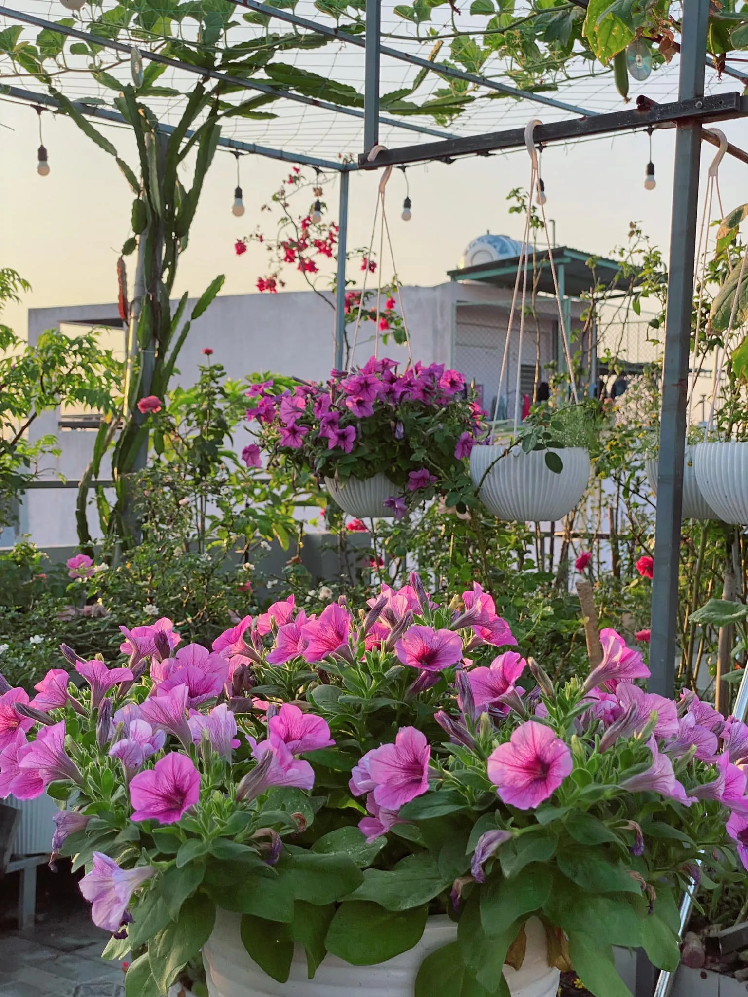 Hoa dạ yến thảo thường được sử dụng để trang trí nhà cửa, mang đến vẻ sống động và rực rỡ cho không gian