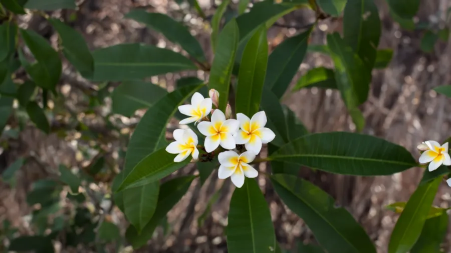 Hoa đại có cánh màu vàng nhạt, vàng đậm dần vào tâm của hoa