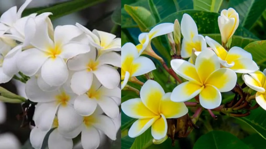 Hoa đại có loại bông trắng, bông vàng còn gọi là hoa sứ ta phân biệt với cây hoa sứ Thái màu đỏ