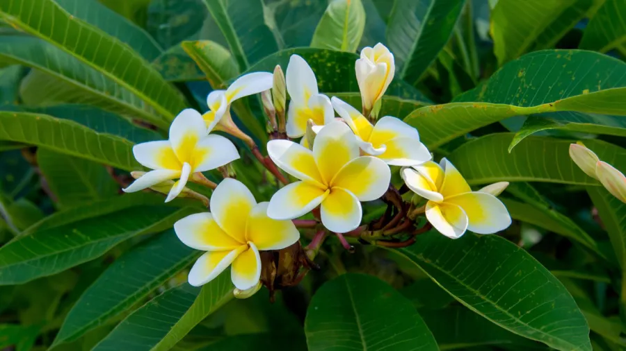 Hoa đại có nhiều ý nghĩa thiêng liêng ở các nền văn hóa khác nhau