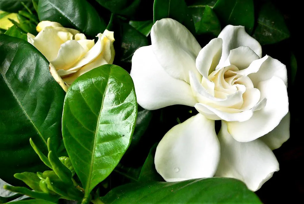 Hoa dành dành nở rộ, thể hiện vẻ đẹp tinh khôi và mùi hương dễ chịu, tối ưu trong cách trồng cây dành dành cảnh