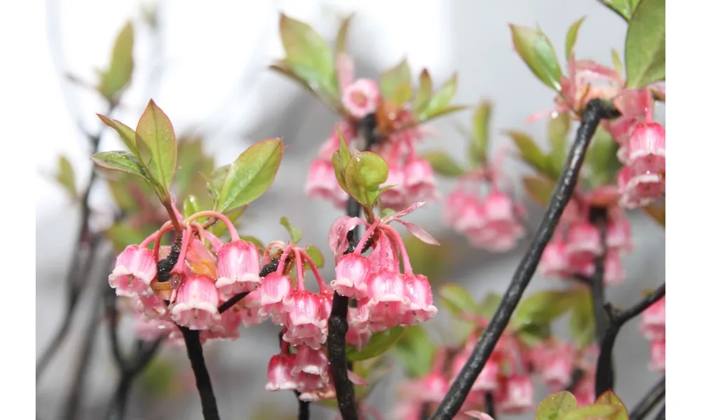 Hoa đào chuông giống như những chiếc chuông nhỏ xinh được trồng trên núi cao