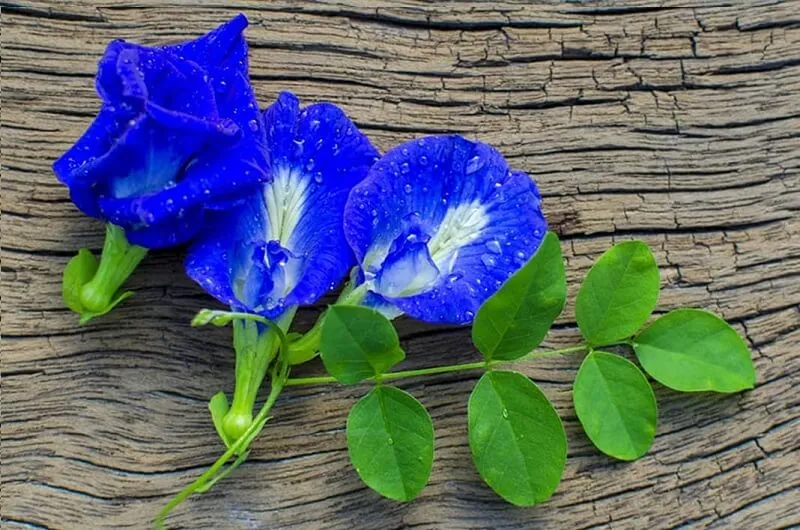 Hoa Đậu Biếc màu tím xanh, dây leo dễ trồng, vừa làm cảnh vừa có thể thu hoạch làm trà tại ban công