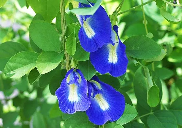 Hoa đậu biếc màu tím xanh dùng để làm trà và chế biến thực phẩm