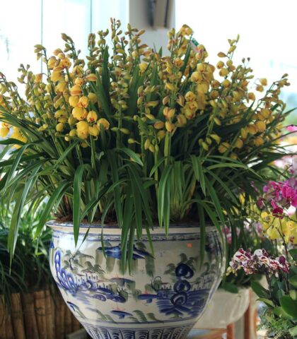 Cách Trồng Hoa Địa Lan Santo Đạt Chuẩn Chuyên Gia và Bí Quyết Kích Hoa Đúng Dịp Tết