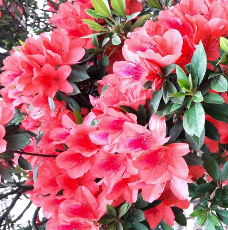 Hoa đỗ quyên có nhiều chủng loại khác nhau, mỗi loại mang một vẻ đẹp riêng biệt