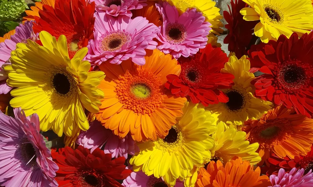 Hoa đồng tiền có nhiều màu sắc rực rỡ và đa dạng về chủng loại