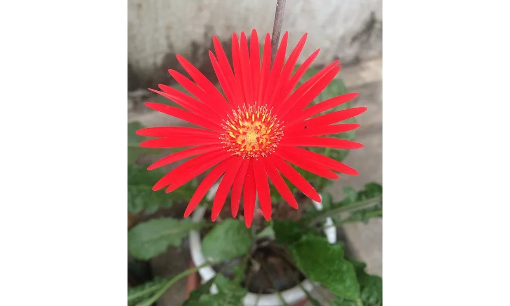 Hoa đồng tiền đơn có lớp cánh thưa và mỏng, mang vẻ đẹp nhẹ nhàng