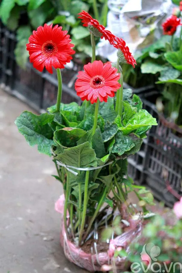 Hoa đồng tiền đơn màu hồng nhạt, dáng đứng