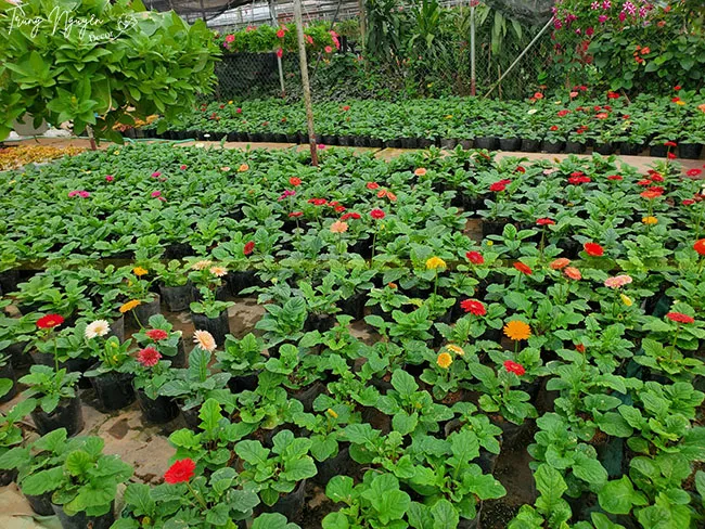 Hoa đồng tiền lùn dễ trồng dễ chăm sóc