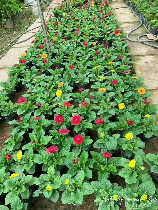 Hoa đồng tiền lùn nhỏ gọn, lý tưởng để trang trí không gian làm việc hoặc bàn học