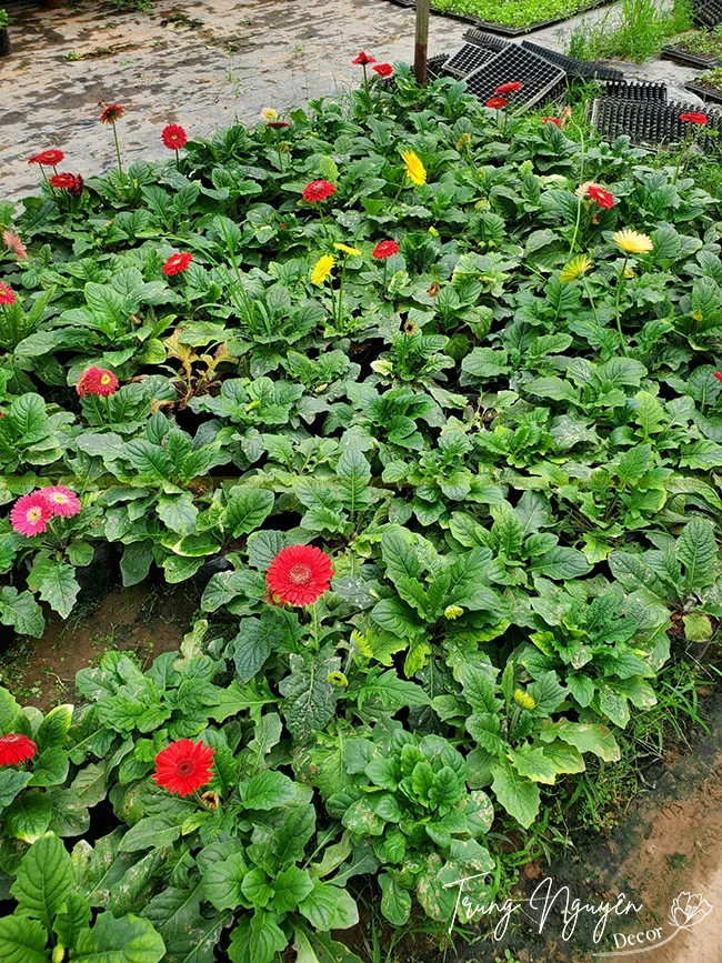 Hoa đồng tiền lùn rực rỡ mang ý nghĩa may mắn và phát tài trong dịp Tết