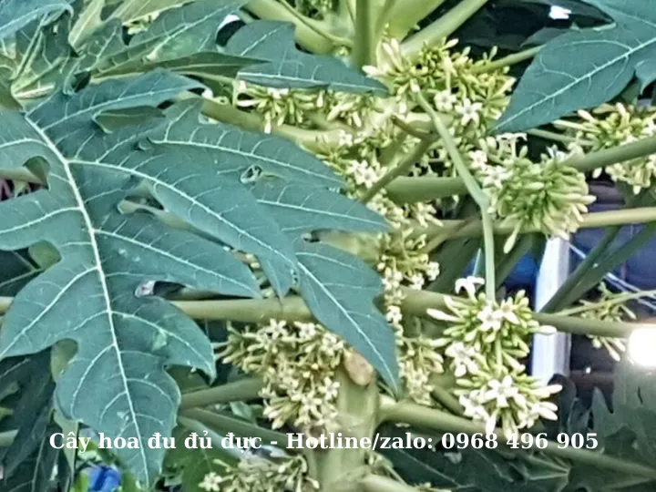 Hoa đu đủ đực có tính năng ngăn ngừa ung bướu, giải độc mát gan