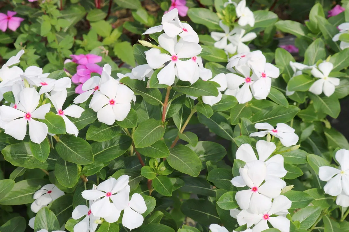 Hoa Dừa cạn Catharanthus roseus