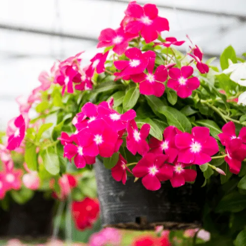 Hoa Dừa Cạn Đẹp (2): Kỹ thuật chăm sóc dừa cạn rủ đòi hỏi sự cân bằng giữa tưới nước và dinh dưỡng để cành rủ dài và ra hoa liên tục