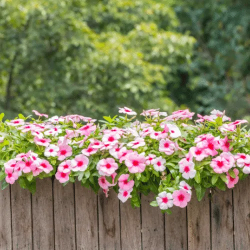 Hoa Dừa Cạn Đẹp (4): Sự đa dạng về màu sắc giúp hoa dừa cạn dễ dàng được phối hợp để tạo ra các tiểu cảnh độc đáo và bắt mắt