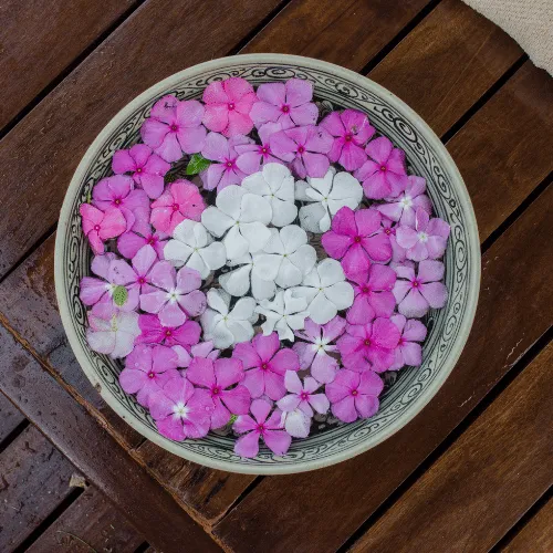 Hoa Dừa Cạn Đẹp: Việc chăm sóc và cắt tỉa đúng kỹ thuật giúp hoa dừa cạn đạt độ rực rỡ và bền màu tối đa, kéo dài mùa hoa