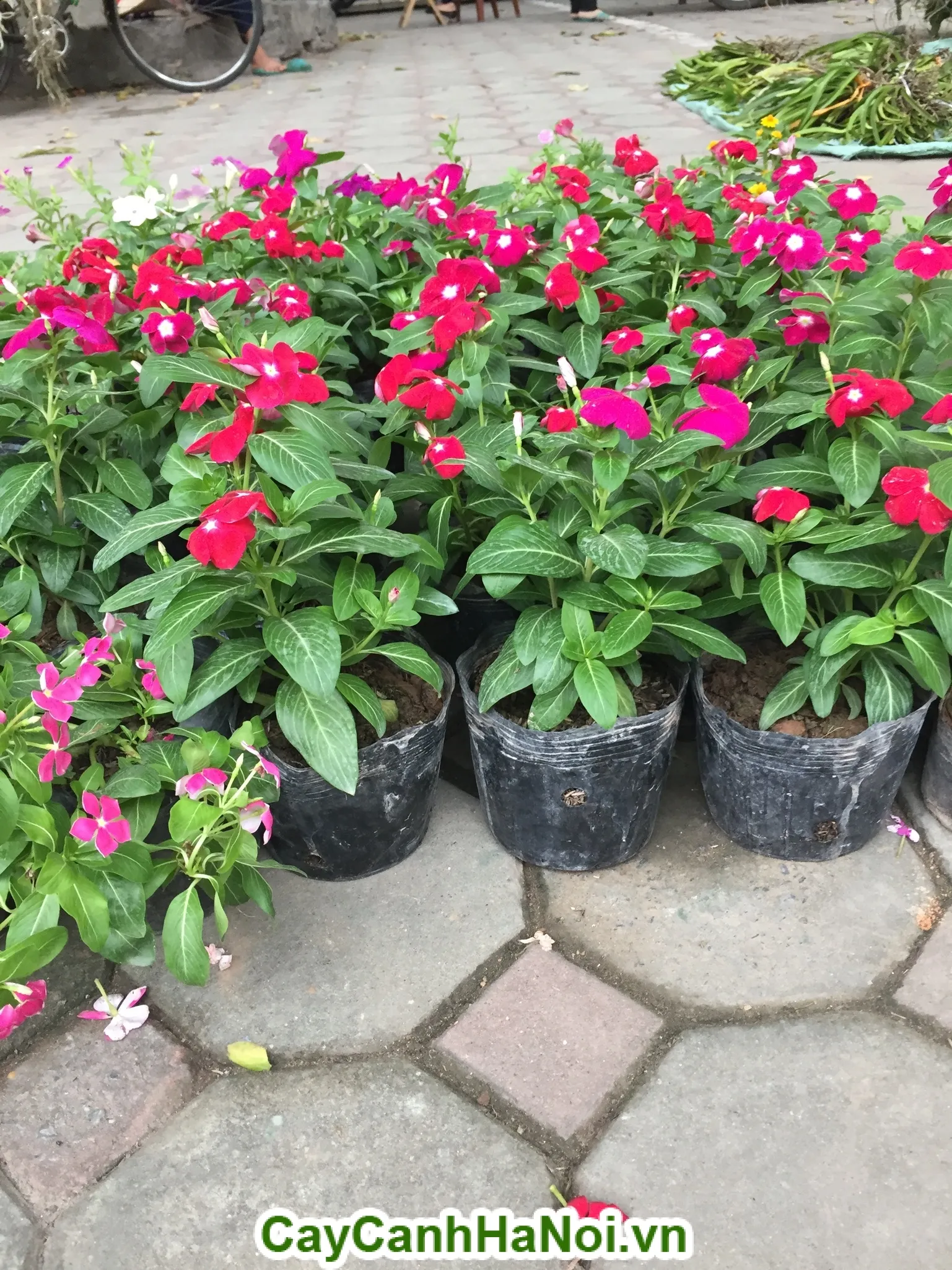 Hoa dừa cạn màu hồng và trắng nở rộ trong chậu