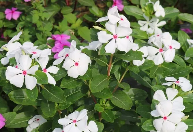 Hoa Dừa Cạn nhiều màu sắc rực rỡ, là lựa chọn phổ biến cho ban công nhỏ vì khả năng chịu nắng và dễ chăm sóc