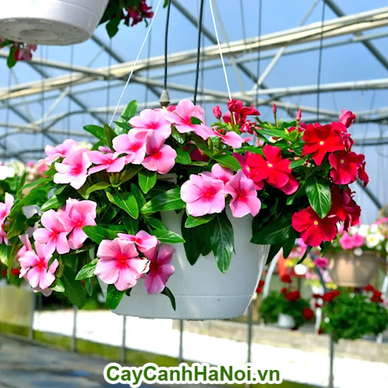 Hoa dừa cạn với lá xanh và hoa nhỏ màu hồng