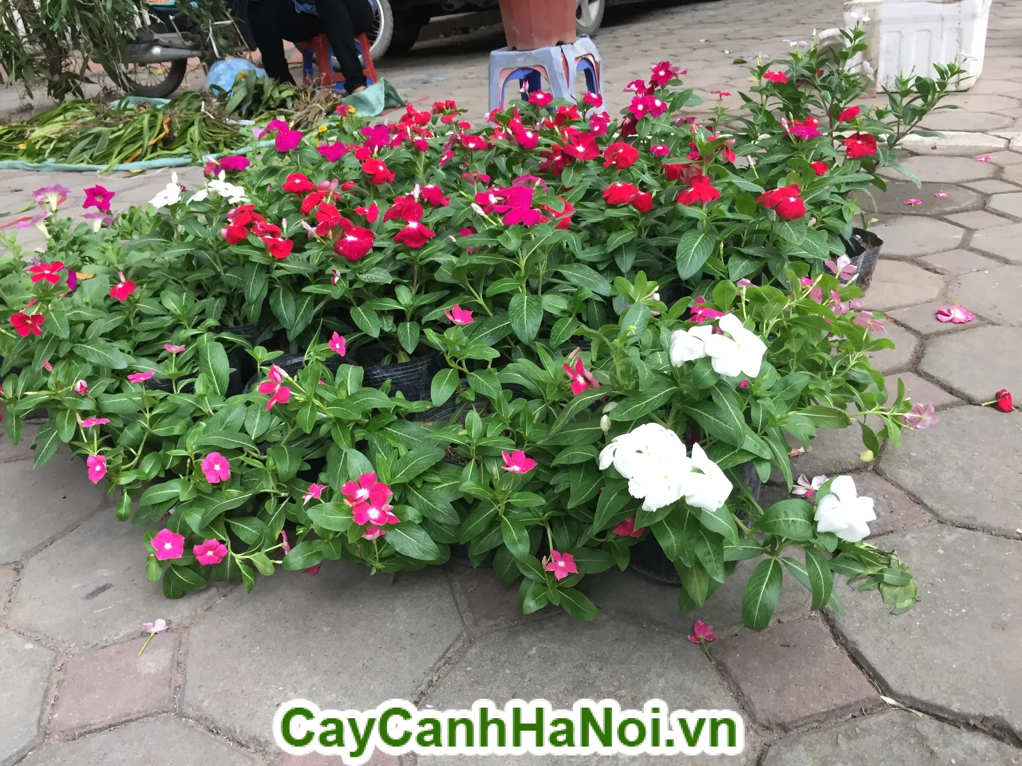 Hoa dừa cạn với nhiều màu sắc rực rỡ được trồng trong chậu