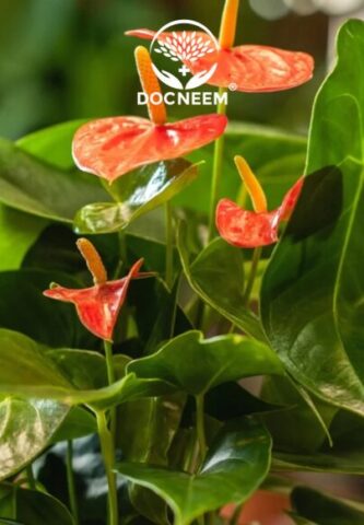 Cách Chăm Sóc Cây Cà Chua Chuẩn Nhất: Kỹ Thuật Trồng Và Chăm Bón Tối Ưu