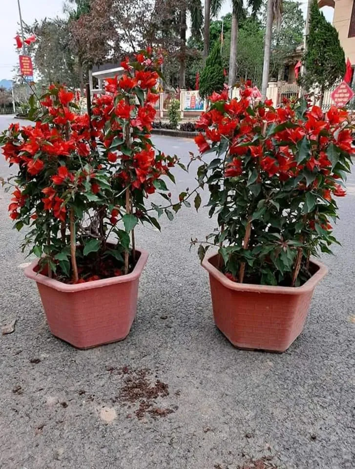 Hoa giấy bonsai đa thân với hoa đỏ rực rỡ