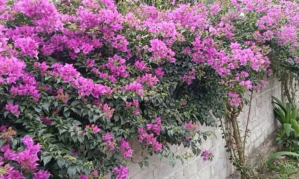 Hoa giấy Brazil (Bougainvillea Glabra)