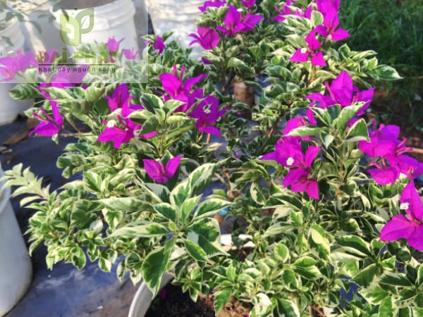 Cách Chăm Sóc Hoa Giấy Cẩm Thạch Đúng Kỹ Thuật Cho Cây Ra Hoa Rực Rỡ