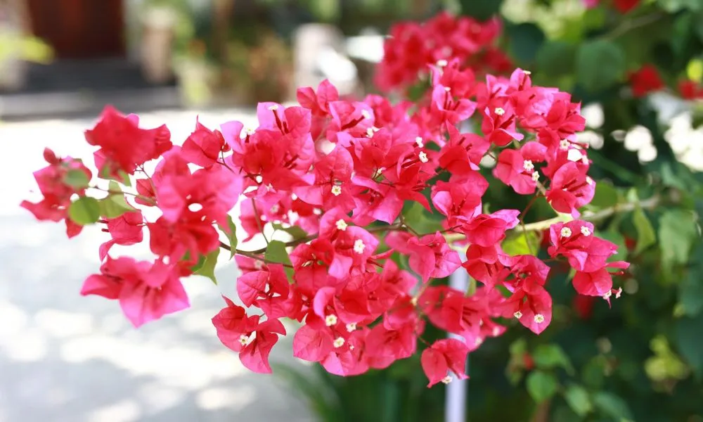 Hoa giấy Cẩm Thạch