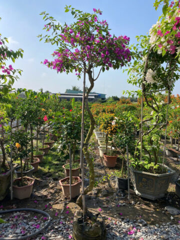 Cách Trồng Hoa Giấy Leo Giàn: Hướng Dẫn Kỹ Thuật Chi Tiết Cho Giàn Hoa Bền Đẹp