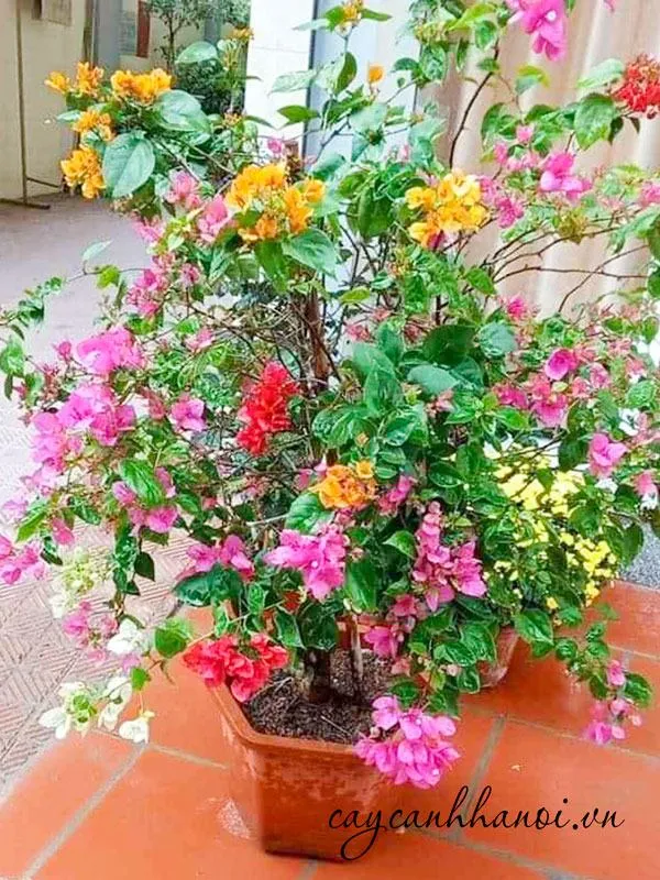 Hoa giấy ngũ sắc trong trước cổng nhà cổ kính