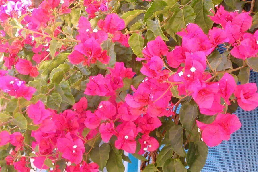 Hoa Giấy Phát Triển Đẹp Nhất Khi Được Đặt Ở Nơi Thoáng Mát và Đủ Ánh Sáng