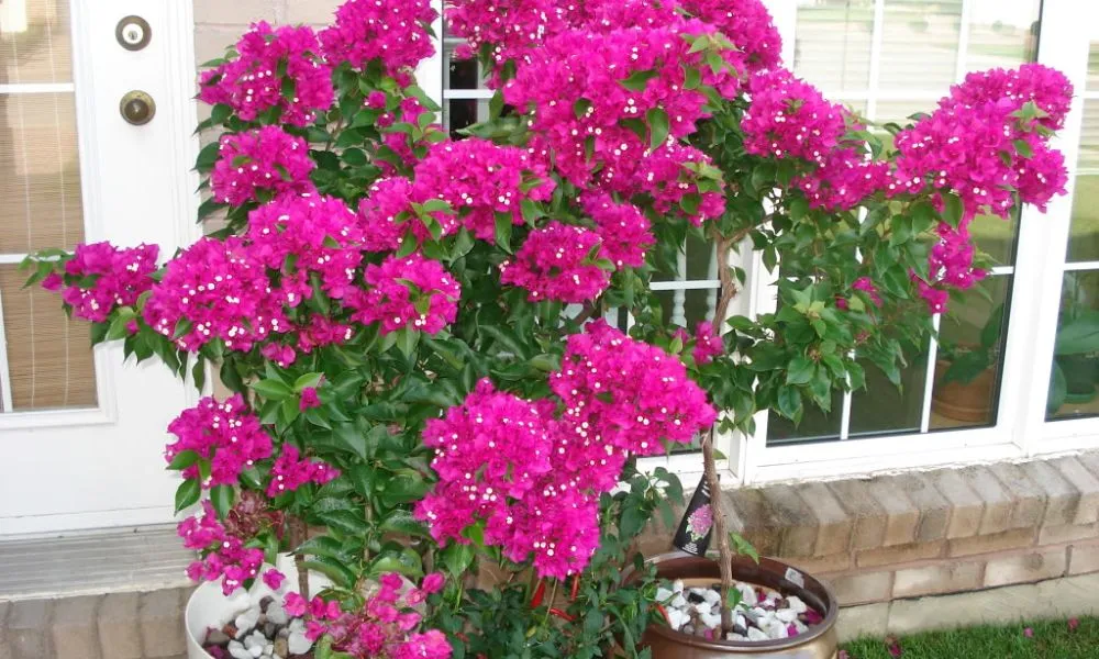 Hoa giấy Thái Lan (Bougainvillea Spectabilis)