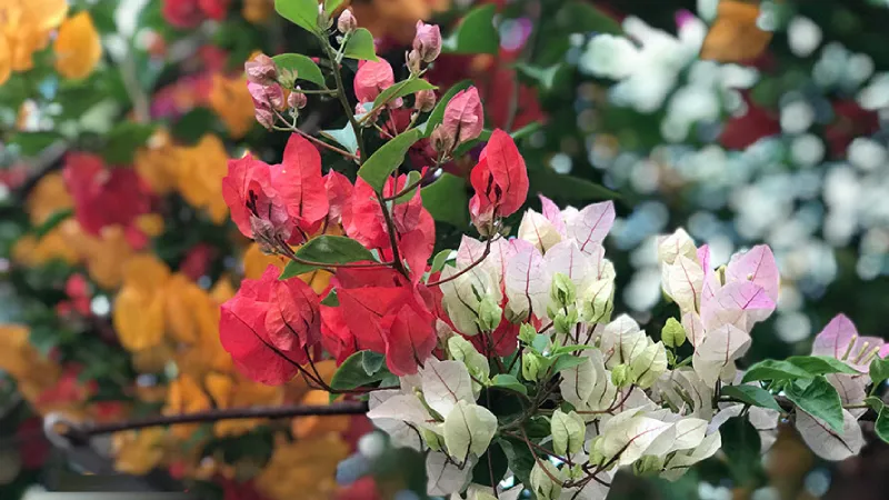 Hoa giấy Thái Lan với đặc trưng là chùm hoa nhỏ, rực rỡ, thích hợp trồng trước nhà