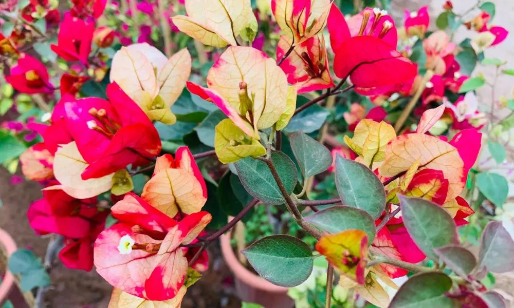 Hoa giấy Vạn Hoa Lầu