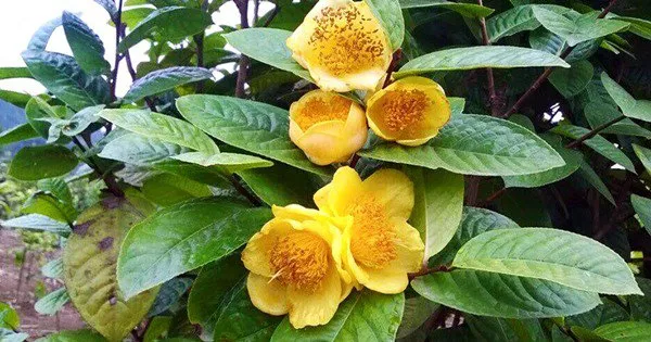 Hoa Hải Đường Vàng Rực Rỡ, Biểu Tượng Của Sự Cao Sang Và Viên Mãn