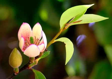 Hoa Hàm Tiếu có màu trắng tinh tế, là loài cây cảnh mang lại sự thư thái, bình an cho người mệnh Thổ