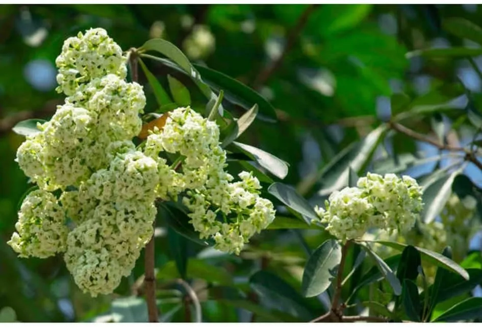 Hoa Hoa Sữa thường nở thành chùm với hương thơm đặc trưng vào mùa thu