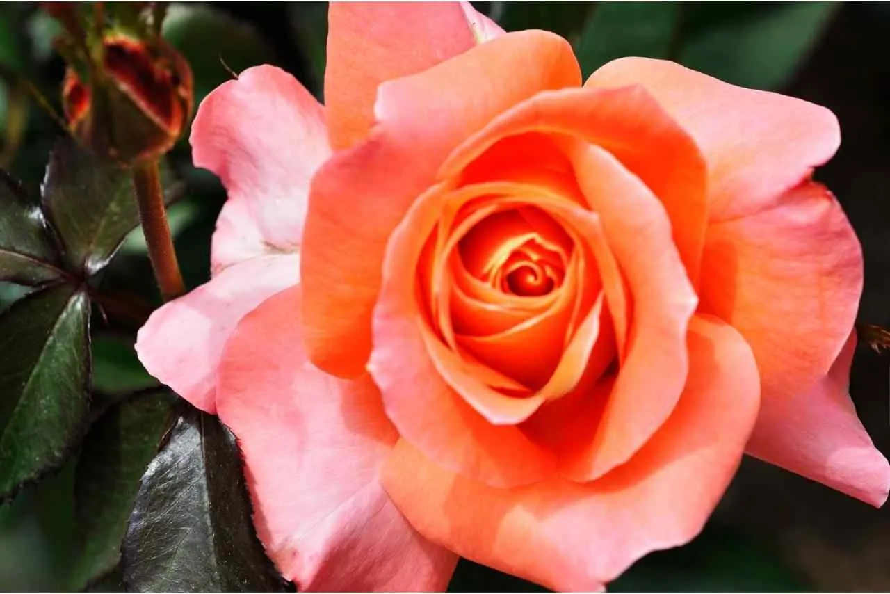 Hoa Hồng Cam Cánh Dày Nở Rộ, Tượng Trưng Cho Tình Yêu Vĩnh Cửu