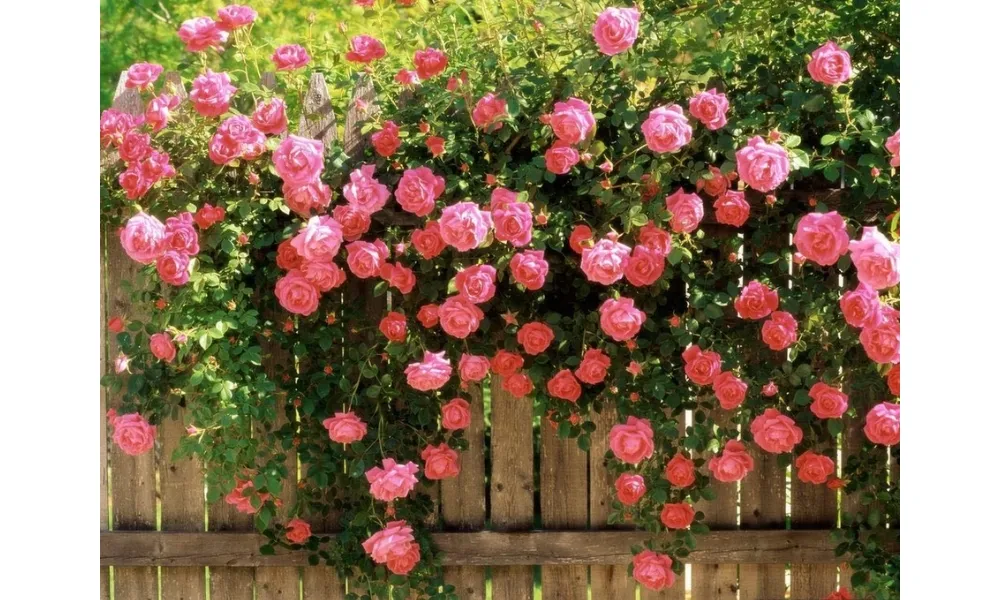 Hoa hồng có thể leo lên bờ rào cao từ 1 - 10 mét
