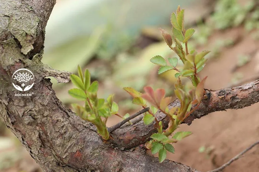 Hoa hồng gốc ghép